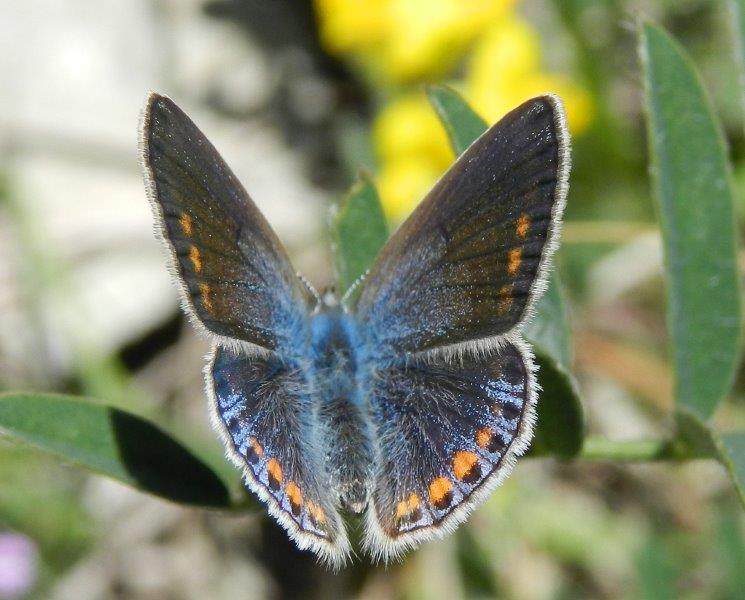 Polyommatus e poi...