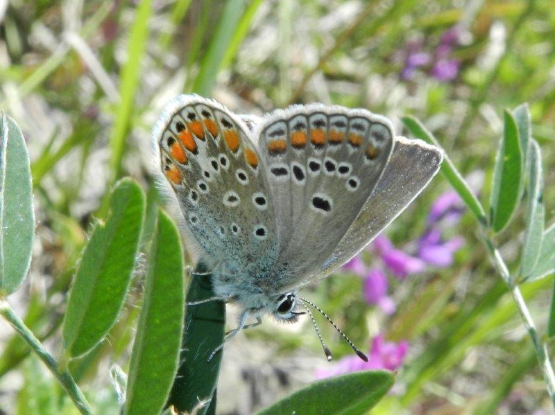 confermiamo Polyommatus thersites?