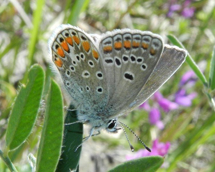 Polyommatus e poi...