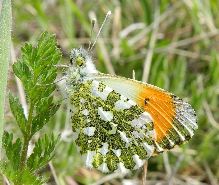 Simboli di Primavera