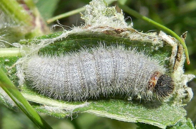 Pyrgus o Carcharodus ?  Bruco da ID