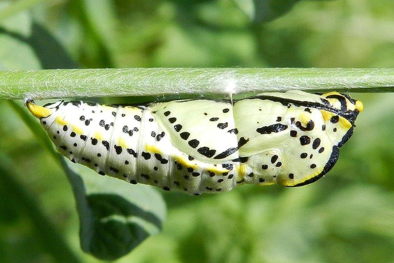 Fresca di giornata...Aporia crataegi - crisalide