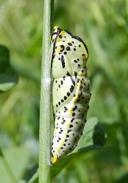 Aporia crataegi