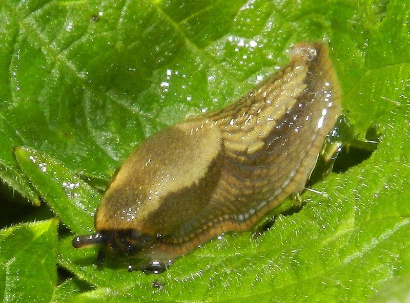 Limacus flavus e Arion sp. dal Vulture