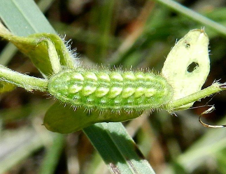 Polyommatus icarus ?....bruco