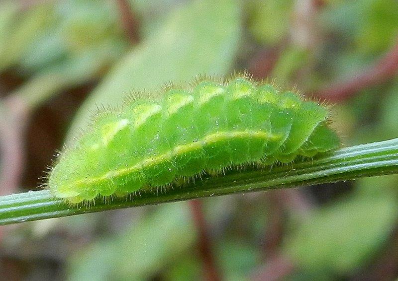 Polyommatus icarus ?....bruco