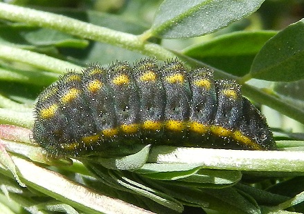 Polyommatus bellargus, il bruco!