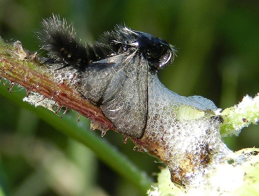 Psychidae invischiata  nelle secrezioni di  Aphrophoridae (Cicadomorpha)