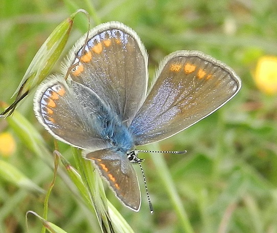 Polyommatus thersites