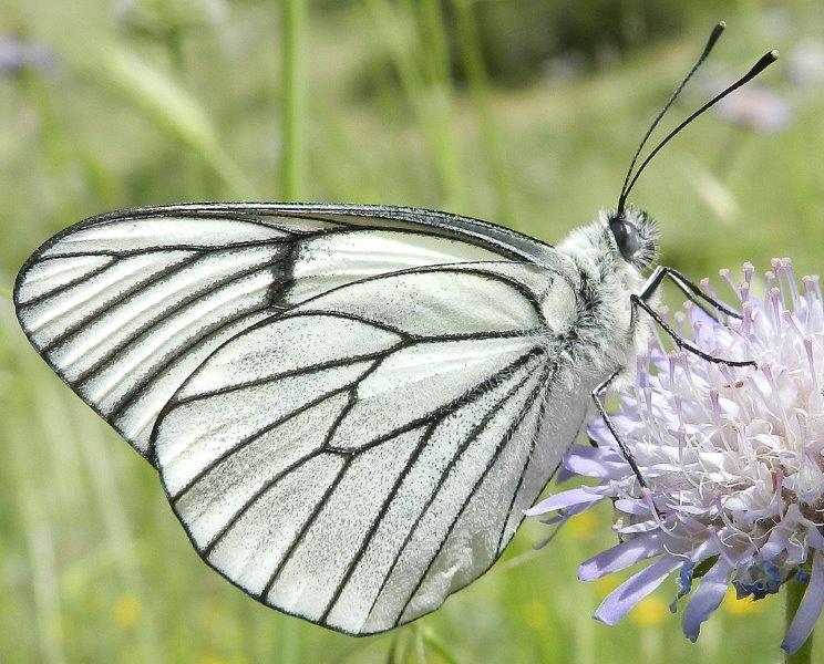 Aporia crataegi