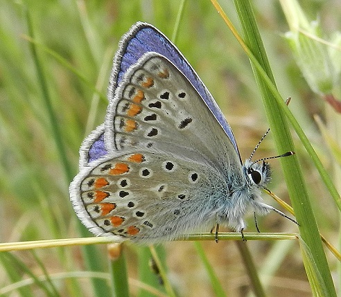 Polyommatus thersites