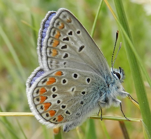 Polyommatus thersites