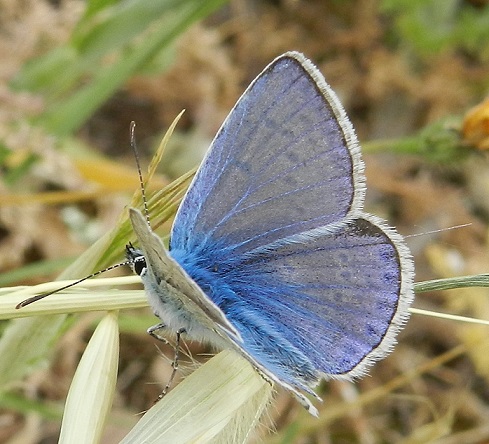 Polyommatus thersites