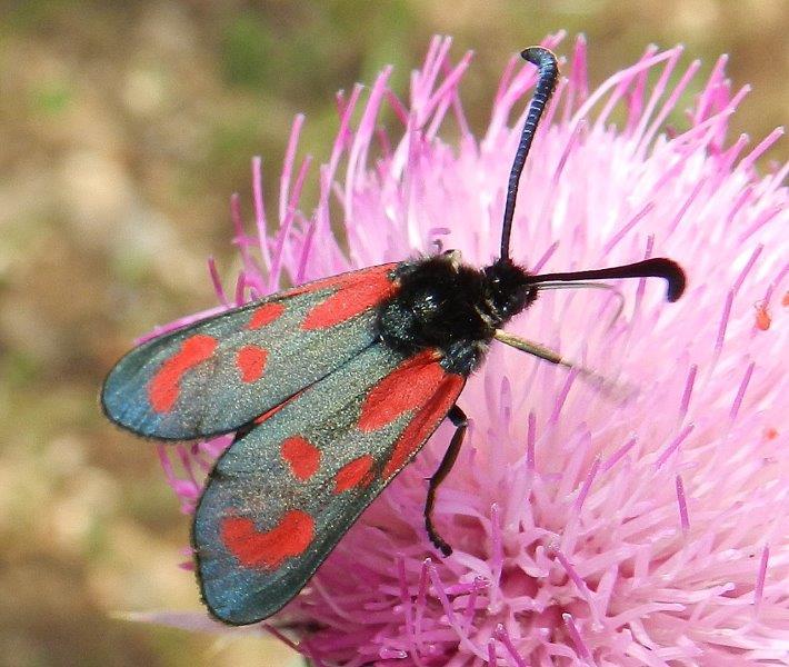 Zygaena (Zygaena) loti ??