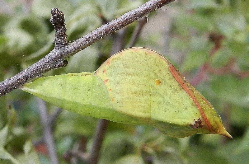 Gonepteryx rhamni - larva, pupa, adulto