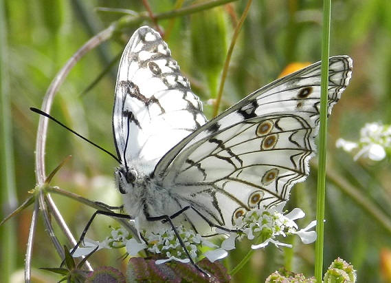 Melanargia arge