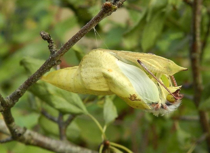 Gonepteryx rhamni - larva, pupa, adulto