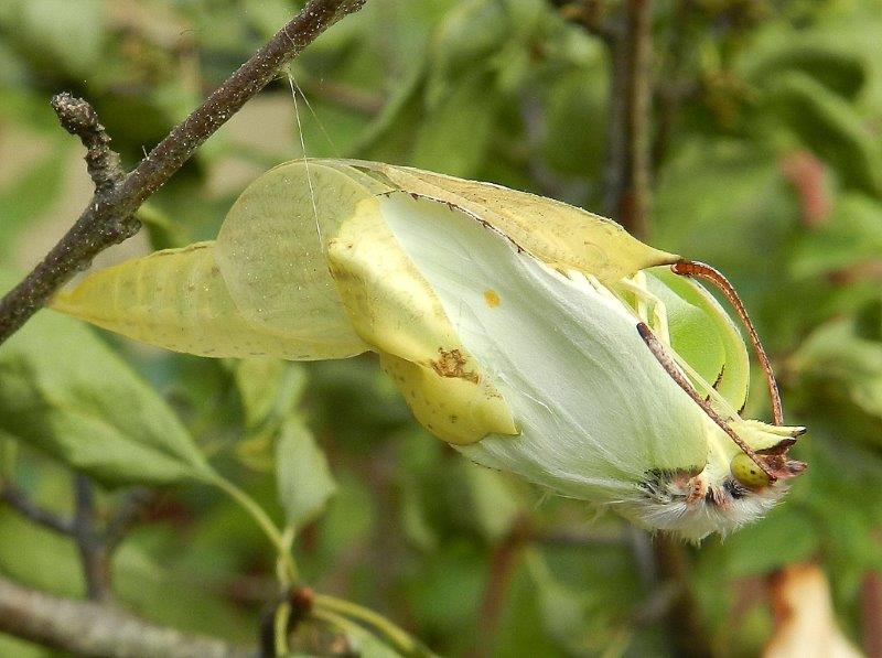 Gonepteryx rhamni - larva, pupa, adulto