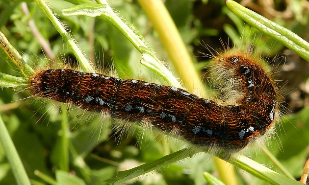 Malacosoma franconicum? S