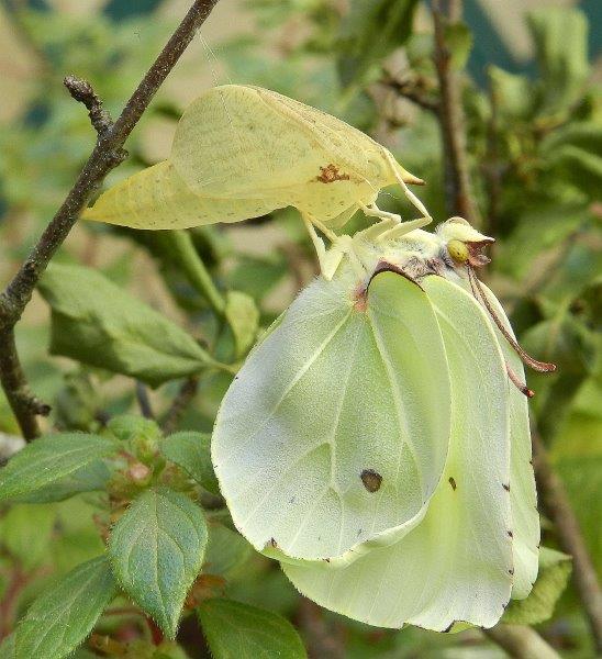 Gonepteryx rhamni - larva, pupa, adulto