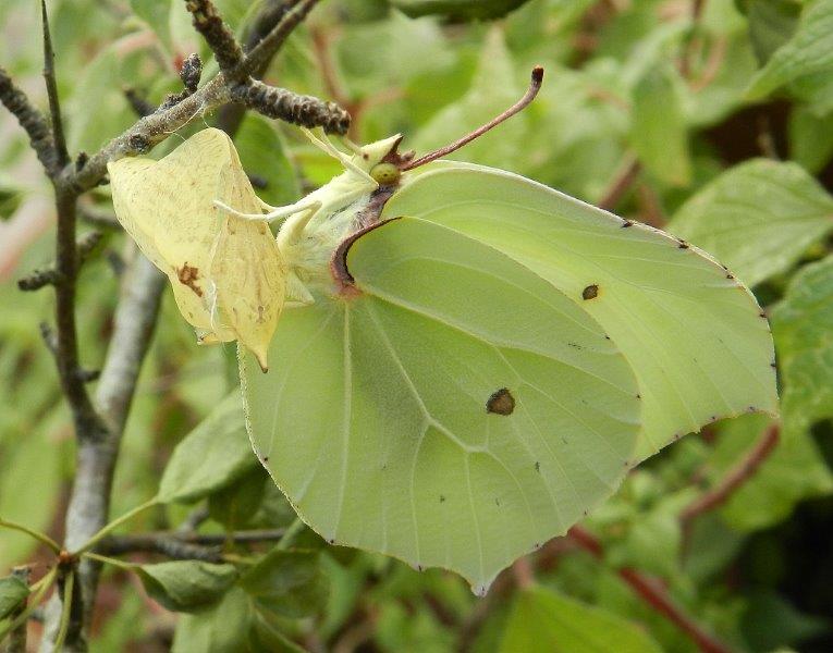 Gonepteryx rhamni - larva, pupa, adulto