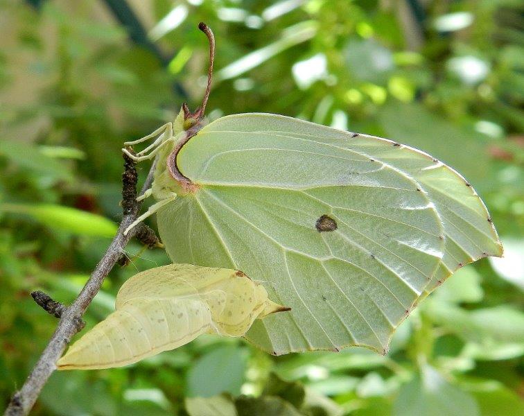 Gonepteryx rhamni - larva, pupa, adulto