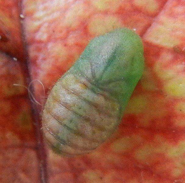 Polyommatus icarus ?....bruco