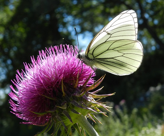 Aporia crataegi