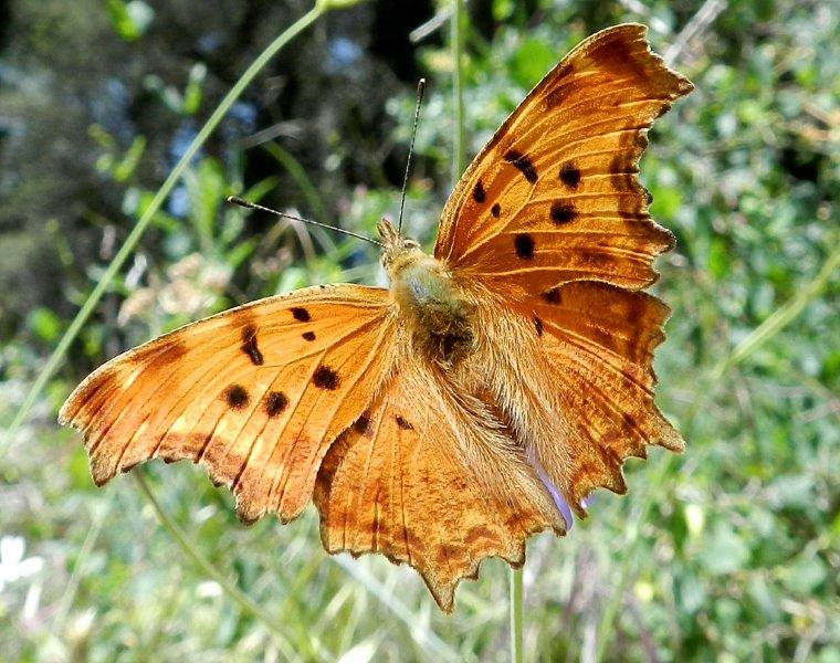 due passi nella Foresta