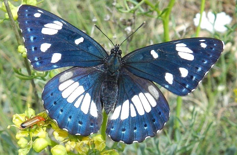 due passi nella Foresta