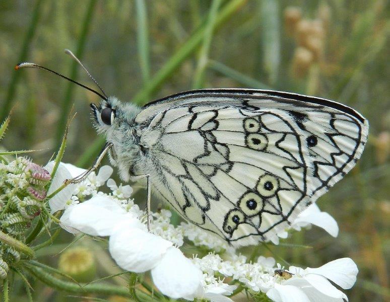 Ho l''impressione che sia Melanargia russiae