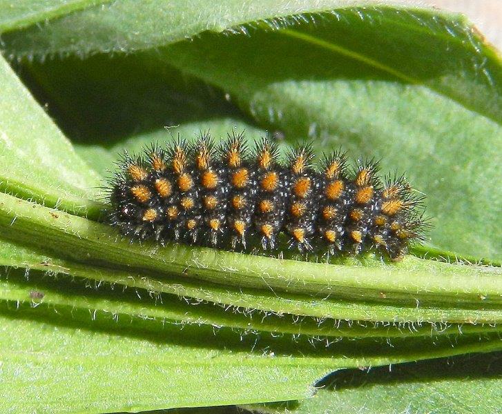 Melitaea athalia - larva