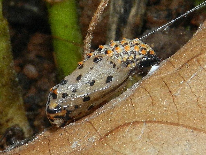 indovina indovinello...larva