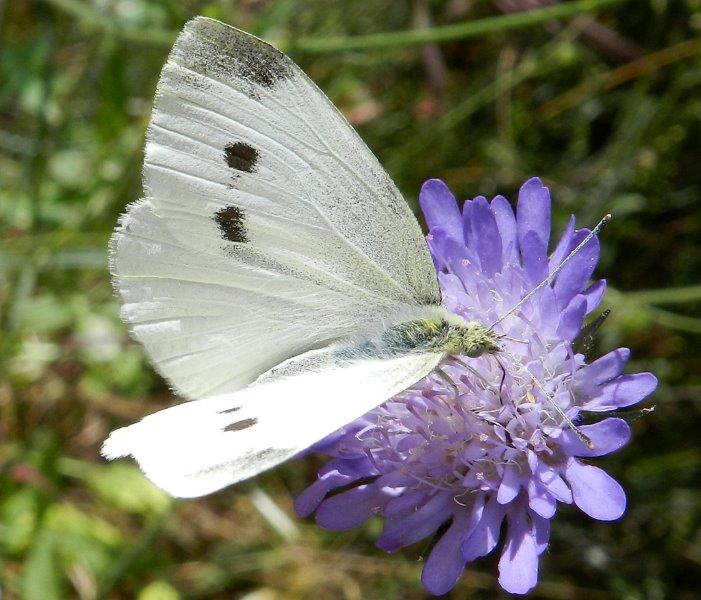 E'' la solita Pieris rapae?