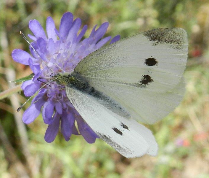 E'' la solita Pieris rapae?