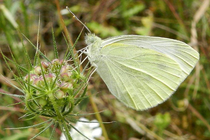 E'' la solita Pieris rapae?