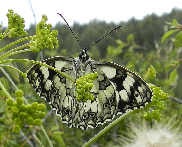 altri due passi alla Foresta