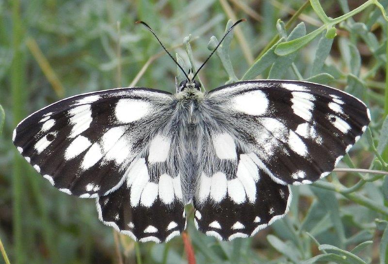 altri due passi alla Foresta