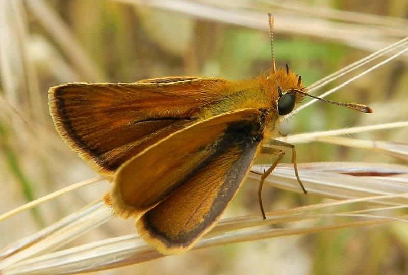 altri due passi alla Foresta