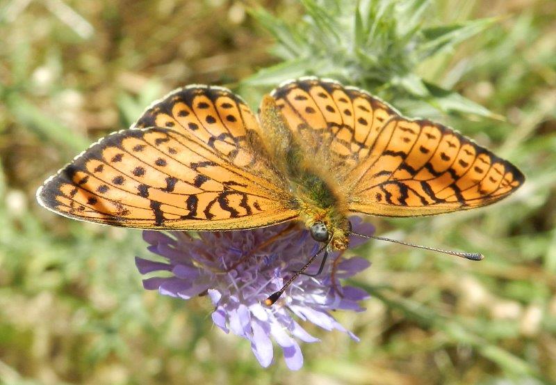 altri due passi alla Foresta