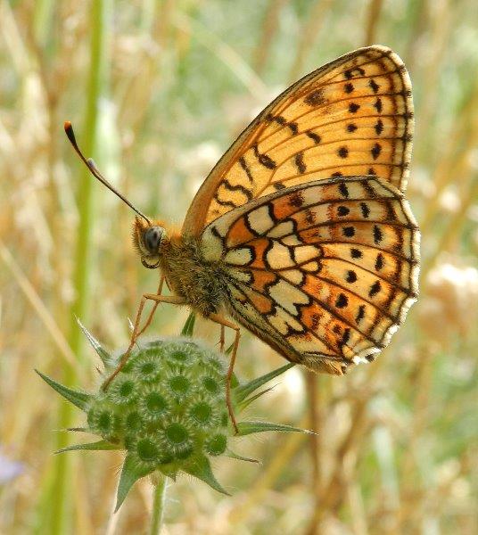 altri due passi alla Foresta