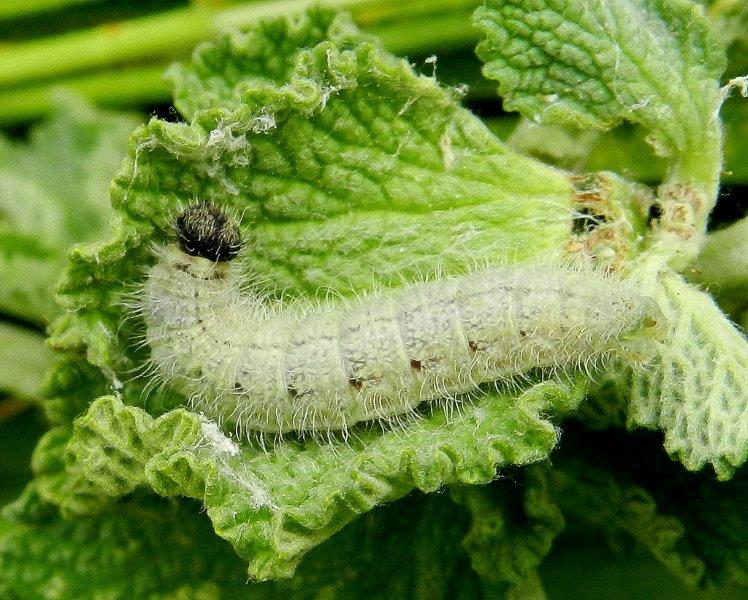 Mega dilemma Carcharodus - larva