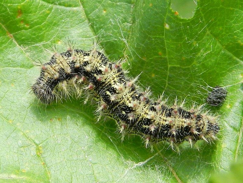 Venessa cardui - larva