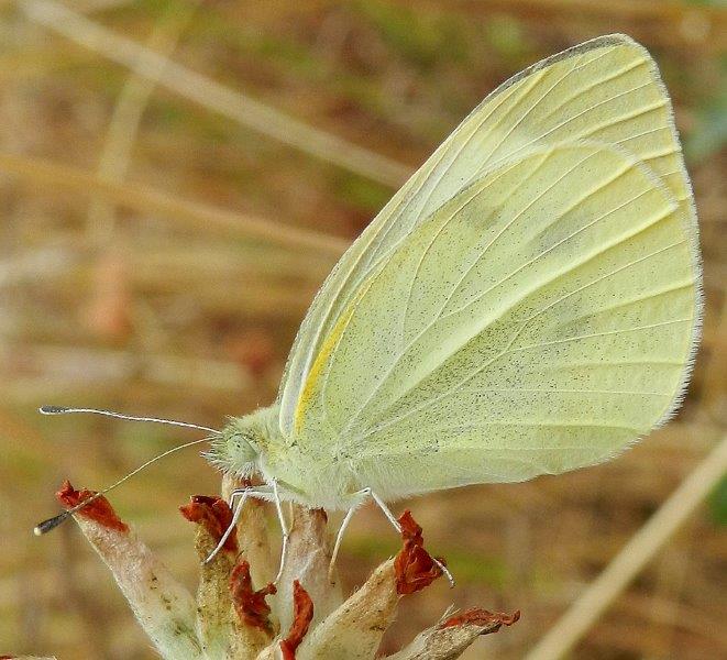 non e'' una brassicae