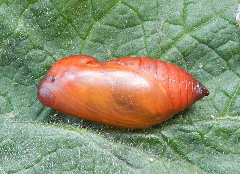 Hipparchia semele - larva