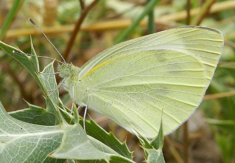 non e'' una brassicae