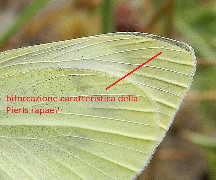 non e'' una brassicae