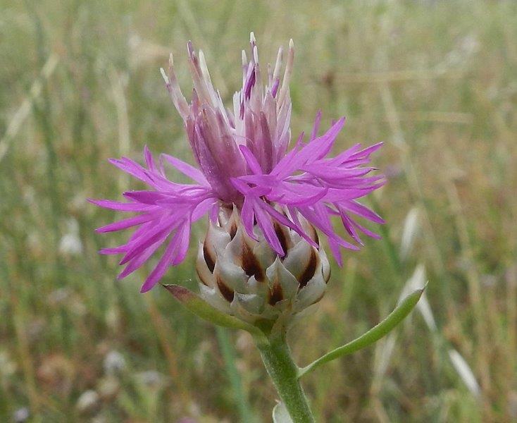 Centaurea cfr. deusta