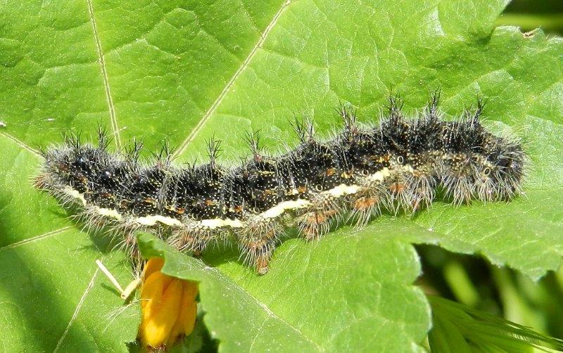 Venessa cardui - larva