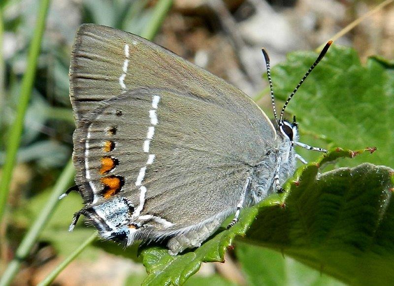 altri due passi alla Foresta